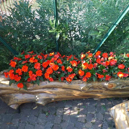 帕坦扎菲内维亚住宿加早餐酒店 住宿加早餐酒店 3*