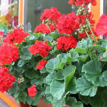 帕坦扎菲内维亚住宿加早餐酒店